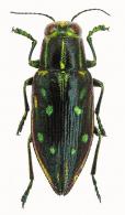 Halecia sp1