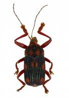 Cryptocephalinae Gen sp2
