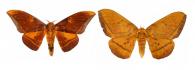 Eacles masoni fulvaster Rothschild, 1907 ♂ & ♀