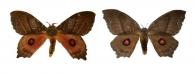 Automerina caudatula  (Felder & Rogenhofer, 1874) ♂ & ♀
