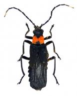 Malthesis forestieri Pic, 1934