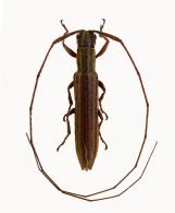 Grammopsis clavigera  (Bates, 1866)