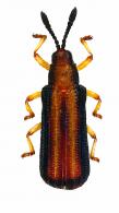 Hispinae Gen sp8