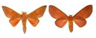 Adeloneivaia boisduvalii (Doumet, 1859) ♂ & ♀