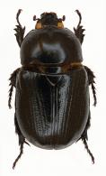 Oxyligyrus zoilus (Olivier, 1789)