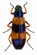 Strongylium sp8