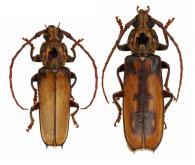 Praxithea morvanae Tavakilian & Monné, 2002  ♂ & ♀