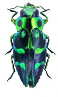 Chrysobothris viridifasciata Laporte & Gory, 1837