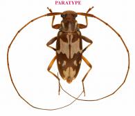 Prolepturges kawensis Roguet, 2023  PARATYPE