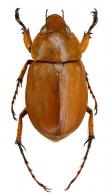 Cyclocephala guianae  Endrödi, 1969
