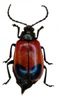 Galerucinae Gen sp27