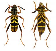 Unaiuba ictericta  (Gounelle, 1911)   ♂ & ♀