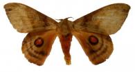 Automerina cypria (Gmelin, 1790)