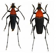 Strangalia rubricollis (Bates, 1870) ♂ & ♀