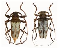 Oreodera jacquieri   Thomson, 1865 ♂ & ♀