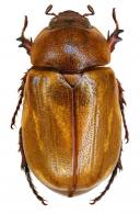 Cyclocephala subsignata  Burmeister, 1847