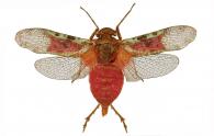 Fulgoridae Gen sp6