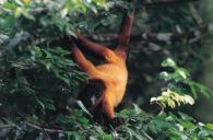 Animaux