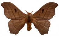 Hylesia melanostigma  (Herrich-Schäffer, 1855)