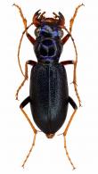 Tetracha (Neotetracha) lacordairei  (Gory, 1833)