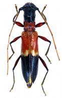 Neotropidion pulchellum Martins, 1968