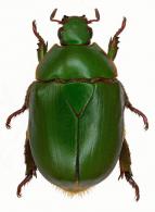 Anticheira capucina   (Fabricius, 1787)