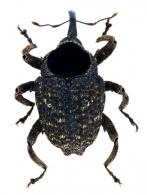 Eubulus sp18