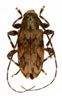 Nealcidion emeritum (Erichson, 1847)