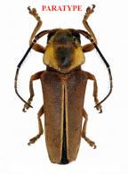 Iatuca beneluzi  Dalens & Robin, 2026  PARATYPE