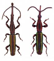 Acratus pohli  Soares, 1970  ♂ & ♀