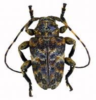 Xenofrea proxima  Néouze & Tavakilian, 2005
