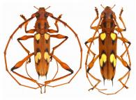 Nyssicus quadriguttatus (Swederus, 1787)  ♂ & ♀