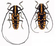 Taeniotes farinosus  (Linnaeus, 1758) ♂ & ♀