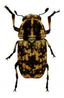 Antrhibinae Gen sp26