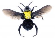 Centris (Melacentris) dorsata Lepeletier, 1841