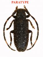 Estola inermis Roguet, 2024 PARATYPE