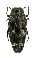 Brachys sp9