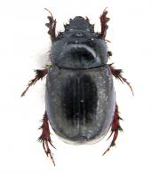 Aegidinus cf. tricornis Colby, 2009