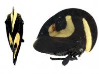 Membracis foliatafasciata (DeGeer, 1773) 