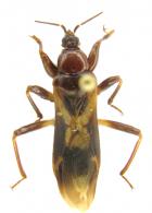 Tydides sp1