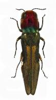 Agrilus rubrofuscus Curletti & Brûlé, 2013