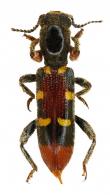 Cleridae Gen sp1