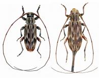 Nyssodrysternum striatellum  (Tippmann, 1960) ♂ & ♀