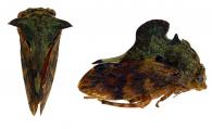 Centronodus sp2