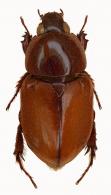 Cyclocephala castanea  (Olivier, 1789)