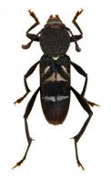 Mecometopus polygenus ?  Thomson, 1860