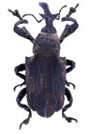 Conoderinae Gen sp63