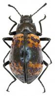 Cuphotes maculicollis (Thomson, 1859)