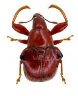 Omolabus innotatus Voss, 1928