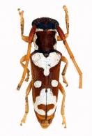 Adesmus monnei (Galilei & Martins, 2009)